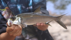 Megalops cyprinoides