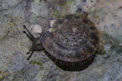 Plectotropis elegantissima
