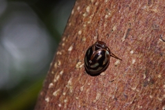 Gergithus okinawanus