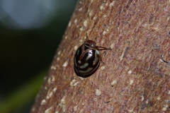 Gergithus okinawanus