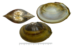 Buldowskia flavotincta