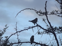 Crithagra atrogularis