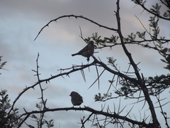 Crithagra atrogularis