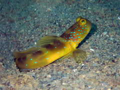 Cryptocentrus fasciatus