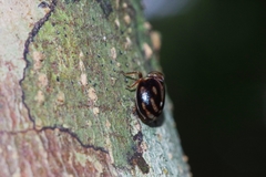 Gergithus okinawanus