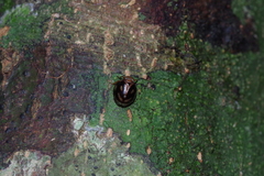 Gergithus okinawanus