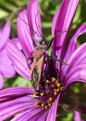 Rhynocoris segmentarius