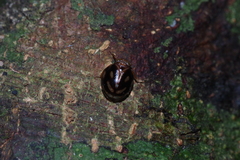 Gergithus okinawanus