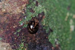 Gergithus okinawanus