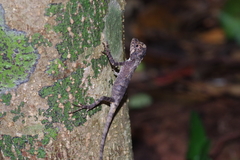 Diploderma polygonatum polygonatum