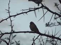 Crithagra atrogularis