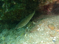 Ctenolabrus rupestris