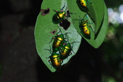 Calliphara excellens