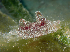 Coeloplana meteoris