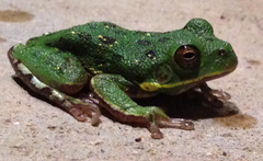 Hyla gratiosa