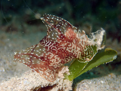 Coeloplana meteoris