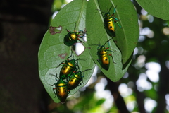 Calliphara excellens