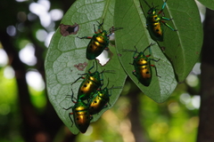 Calliphara excellens