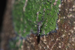 Stegomyia