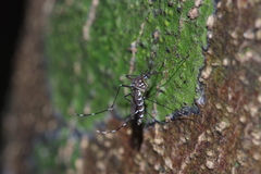 Stegomyia