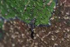 Stegomyia