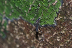 Stegomyia