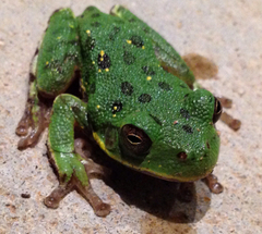 Hyla gratiosa