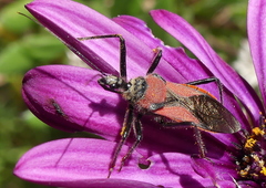 Rhynocoris segmentarius