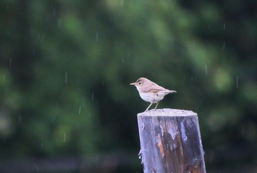 Carricero de Blyth (Acrocephalus dumetorum)