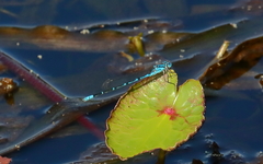 Caliagrion billinghursti