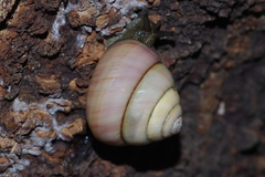 Satsuma