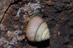 Satsuma