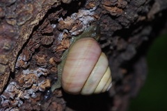 Satsuma