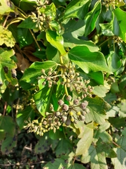 Hedera helix
