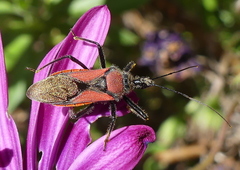 Rhynocoris segmentarius