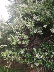 Escallonia paniculata