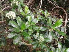 Escallonia paniculata