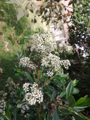 Escallonia paniculata