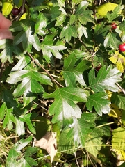 Crataegus monogyna