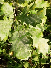 Quercus robur