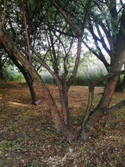 Escallonia paniculata