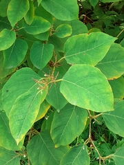 Reynoutria japonica