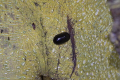 Perisphaerus pygmaeus