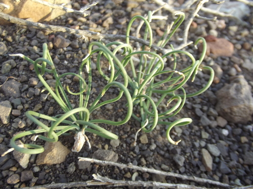 Image of Gethyllis transkarooica by no rights reserved