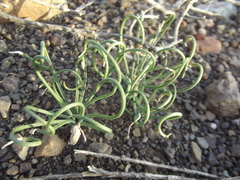 Gethyllis transkarooica