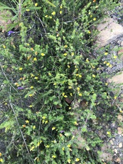 Aspalathus retroflexa retroflexa