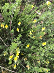 Aspalathus retroflexa retroflexa