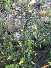 Aspalathus retroflexa retroflexa