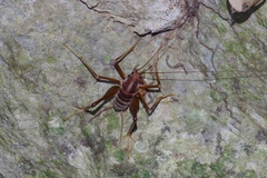 Atachycines apicalis gusouma