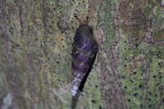 Stereophaedusa valida